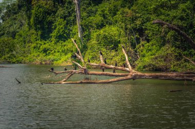 Manu Milli Parkı, Peru - 07 Ağustos 2017: Yaban ördekleri Cocha Salvador Manu Milli Parkı, Peru