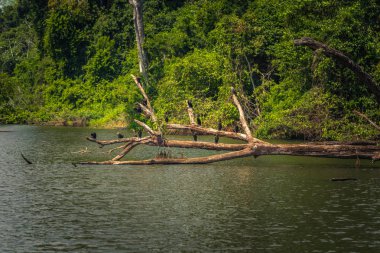 Manu Milli Parkı, Peru - 07 Ağustos 2017: Yaban ördekleri Cocha Salvador Manu Milli Parkı, Peru