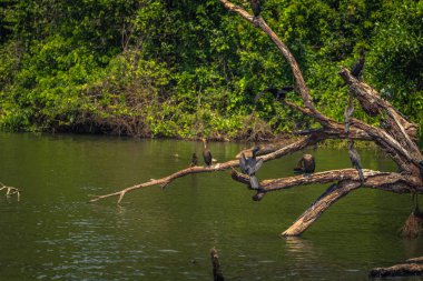 Manu Milli Parkı, Peru - 07 Ağustos 2017: Yaban ördekleri Cocha Salvador Manu Milli Parkı, Peru