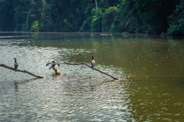 Manu Milli Parkı, Peru - 07 Ağustos 2017: Yaban ördekleri Cocha Salvador Manu Milli Parkı, Peru