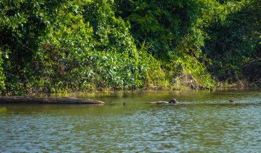 Manu Milli Parkı, Peru - 07 Ağustos 2017: Dev su samuru Cocha Salvador Amazon yağmur ormanlarında Manu Milli Parkı, Peru