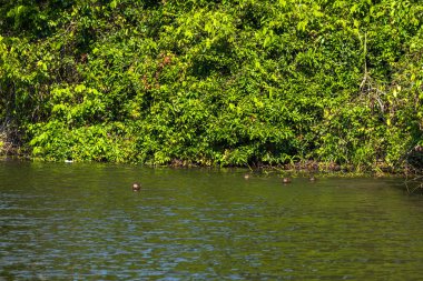 Manu Milli Parkı, Peru - 07 Ağustos 2017: Dev su samuru Cocha Salvador Amazon yağmur ormanlarında Manu Milli Parkı, Peru