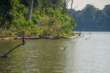 Manu Milli Parkı, Peru - 07 Ağustos 2017: Yaban ördeği Cocha Salvador Manu Milli Parkı, Peru