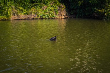 Manu Milli Parkı, Peru - 07 Ağustos 2017: Yaban ördeği Cocha Salvador Manu Milli Parkı, Peru