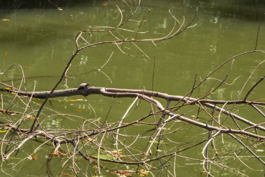 Manu Milli Parkı, Peru - 08 Ağustos 2017: Manu Milli Parkı, Peru Amazon yağmur ormanlarında küçük kaplumbağa