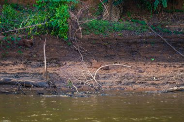 Manu Milli Parkı, Peru - 08 Ağustos 2017: Aile Capibara, Amazon yağmur ormanları Manu Milli Parkı, Peru kıyılarında