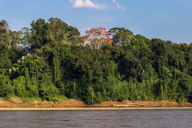 Manu Milli Parkı, Peru - 08 Ağustos 2017: Peyzaj Manu Milli Parkı, Peru Amazon yağmur ormanı