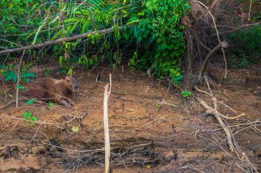 Manu Milli Parkı, Peru - 08 Ağustos 2017: Aile Capibara, Amazon yağmur ormanları Manu Milli Parkı, Peru kıyılarında