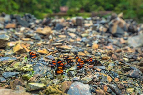 Parque Nacional Manu Peru Agosto 2017 Borboletas Solo Parque Nacional — Fotografia de Stock