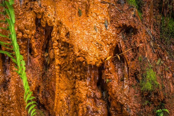 Manu National Park, Peru - August 05, 2017: Jungle texture of Manu National Park, Peru