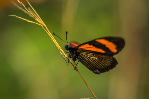 Manu Nemzeti Park Peru Augusztus 2017 Narancs Pillangó Manu Nemzeti — Stock Fotó