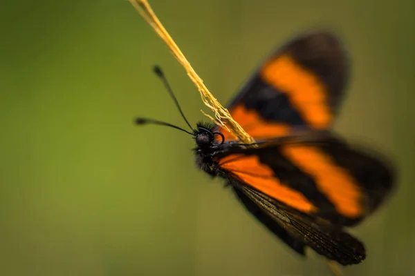 Parque Nacional Manu Peru Agosto 2017 Borboleta Laranja Parque Nacional — Fotografia de Stock