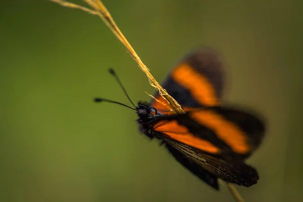 Parque Nacional Manu Peru Agosto 2017 Borboleta Laranja Parque Nacional — Fotografia de Stock