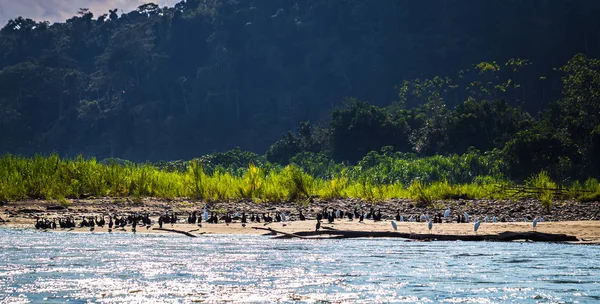 Manu Nationalpark Peru August 2017 Vögel Amazonischen Regenwald Manu Nationalpark — Stockfoto