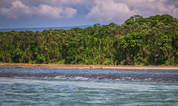 Национальный парк Ману, Перу - 6 августа 2017 года: Берега тропических лесов Амазонки Национального парка Ману, Перу
