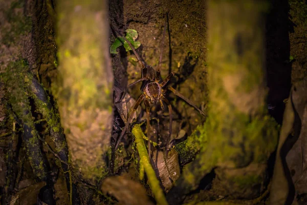 Parc National Manu Pérou Août 2017 Wolf Spider Dans Forêt — Photo