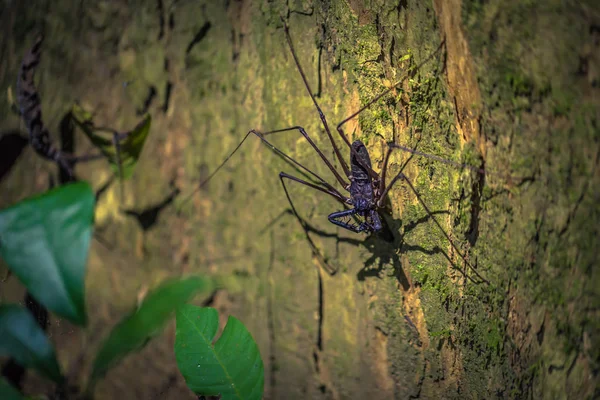 Parque Nacional Manu Perú Agosto 2017 Una Araña Escorpión Oscuridad — Foto de Stock