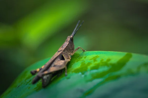 秘鲁国家公园 2017年8月07日 秘鲁马吉国家公园亚马逊雨林中的蚱蜢 — 图库照片