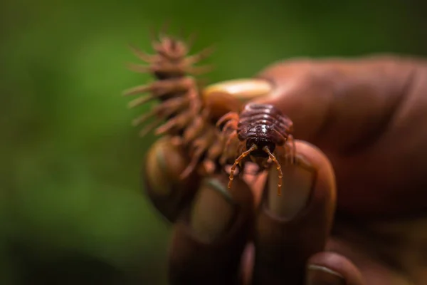 Manu Nemzeti Park Peru 2017 Augusztus Vad Százlábú Amazon Rainforest — Stock Fotó