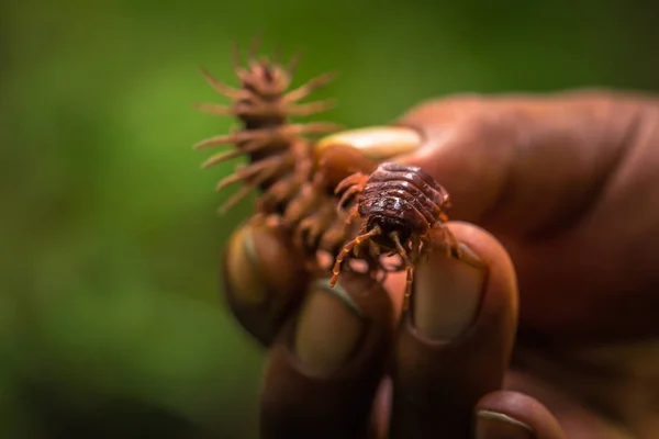 Manu Nemzeti Park Peru 2017 Augusztus Vad Százlábú Amazon Rainforest — Stock Fotó