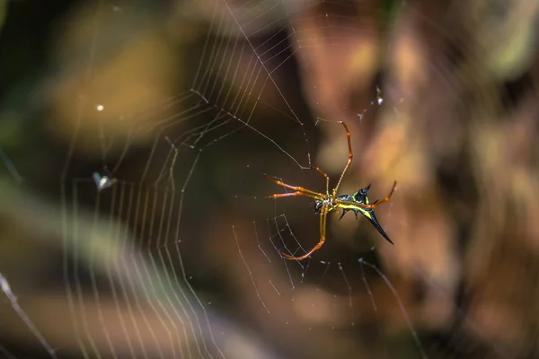 Parque Nacional Manu Perú Agosto 2017 Araña Amarilla Silvestre Selva — Foto de Stock