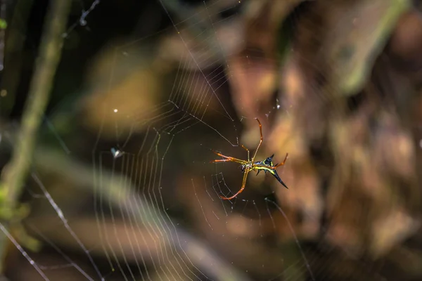 秘鲁国家公园 2017年8月07日 秘鲁马吉国家公园亚马逊雨林野生黄色蜘蛛 — 图库照片