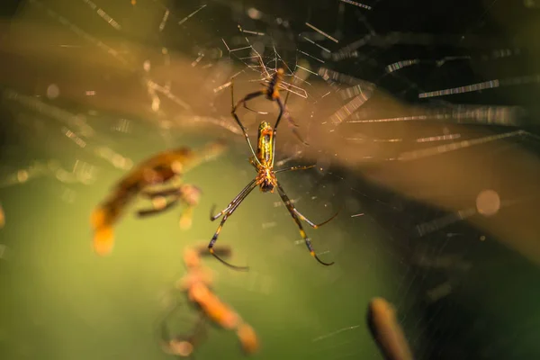 秘鲁国家公园 2017年8月07日 秘鲁马吉国家公园亚马逊雨林野生黄色蜘蛛 — 图库照片