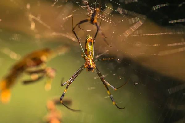 Parque Nacional Manu Perú Agosto 2017 Araña Amarilla Silvestre Selva —  Fotos de Stock