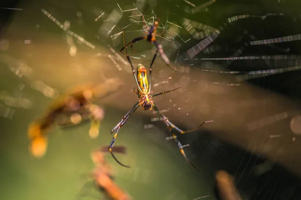 Manu Εθνικό Πάρκο Περού Αυγούστου 2017 Wild Spider Κίτρινο Στο — Φωτογραφία Αρχείου