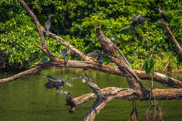 Parque Nacional Del Manu Perú Agosto 2017 Patos Salvajes Cocha — Foto de Stock