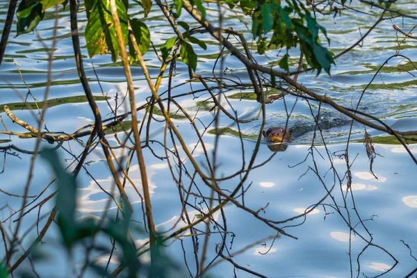 Manu Εθνικό Πάρκο Περού Αυγούστου 2017 Γίγαντα Otter Στο Σαλβαδόρ — Φωτογραφία Αρχείου