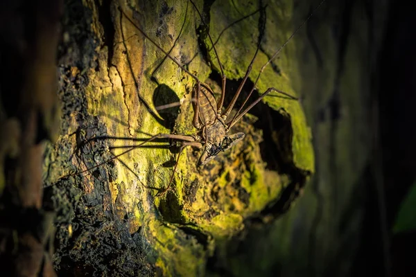 秘鲁国家公园 2017年8月07日 秘鲁马吉国家公园亚马逊雨林的黑暗中的巨型蝎子蜘蛛 — 图库照片