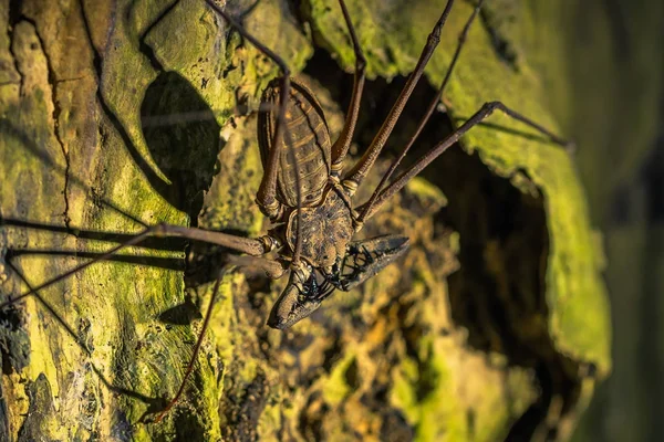 秘鲁国家公园 2017年8月07日 秘鲁马吉国家公园亚马逊雨林的黑暗中的巨型蝎子蜘蛛 — 图库照片
