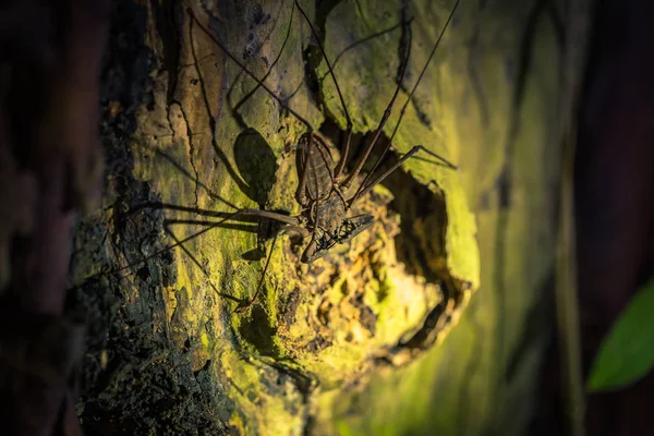 Parque Nacional Del Manu Perú Agosto 2017 Araña Escorpión Gigante —  Fotos de Stock