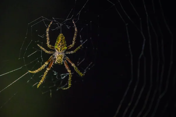 Parque Nacional Manu Peru Agosto 2017 Aranha Selvagem Escuridão Floresta — Fotografia de Stock