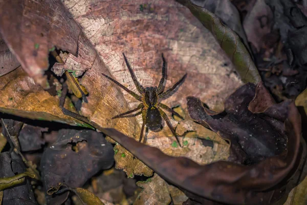 Manu Εθνικό Πάρκο Περού Αυγούστου 2017 Αράχνη Λύκος Στο Σκοτάδι — Φωτογραφία Αρχείου