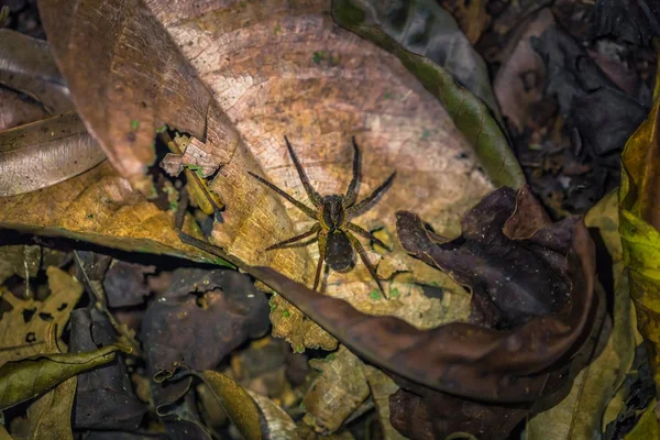 Parque Nacional Manu Peru Agosto 2017 Aranha Selvagem Escuridão Floresta — Fotografia de Stock