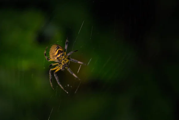 Parque Nacional Del Manu Perú Agosto 2017 Araña Salvaje Oscuridad — Foto de Stock