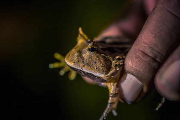 Parc National Manu Pérou Août 2017 Grenouille Rhinocéros Dans Obscurité — Photo