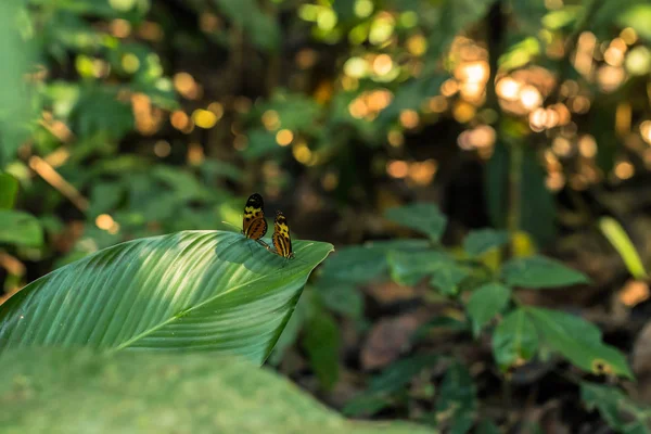 Parque Nacional Manu Peru Agosto 2017 Borboletas Floresta Amazônica Parque — Fotografia de Stock