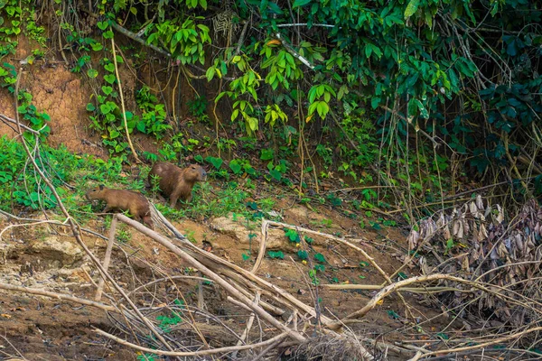 Manu Nemzeti Park Peru 2017 Augusztus Vízidisznó Család Partján Amazonas — Stock Fotó