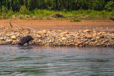 Manu Milli Parkı, Peru - 09 Ağustos 2017: yaban domuzu Amazon yağmur ormanlarında Manu Milli Parkı, Peru