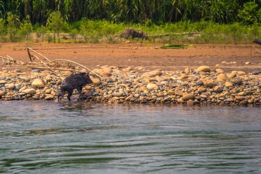 Manu Milli Parkı, Peru - 09 Ağustos 2017: yaban domuzu Amazon yağmur ormanlarında Manu Milli Parkı, Peru