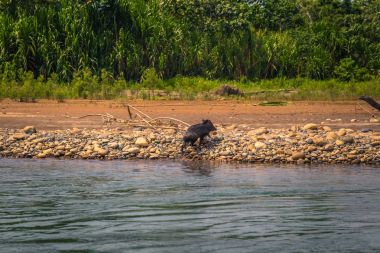 Manu Milli Parkı, Peru - 09 Ağustos 2017: yaban domuzu Amazon yağmur ormanlarında Manu Milli Parkı, Peru