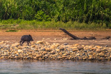 Manu Milli Parkı, Peru - 09 Ağustos 2017: yaban domuzu Amazon yağmur ormanlarında Manu Milli Parkı, Peru
