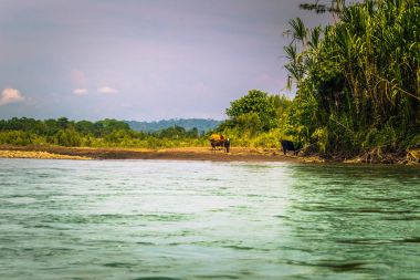 Manu Milli Parkı, Peru - 09 Ağustos 2017: Peyzaj Manu Milli Parkı, Peru Amazon yağmur ormanı