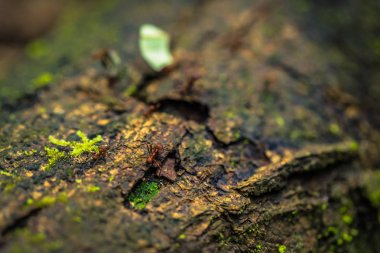 Manu Milli Parkı, Peru - 09 Ağustos 2017: Orman karıncaları Amazon yağmur ormanlarında Manu Milli Parkı, Peru