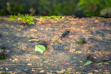 Manu Milli Parkı, Peru - 09 Ağustos 2017: Orman karıncaları Amazon yağmur ormanlarında Manu Milli Parkı, Peru