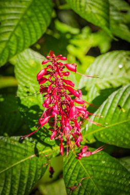 Manu Milli Parkı, Peru - 10 Ağustos 2017: Peyzaj Manu Milli Parkı, Peru Amazon yağmur ormanı