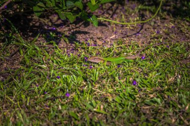 Manu Milli Parkı, Peru - 10 Ağustos 2017: Yeşil kertenkele Amazon yağmur ormanlarında Manu Milli Parkı, Peru